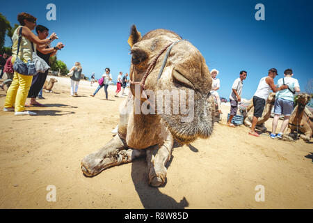 Kamele unter der Sommersonne in Tanger, Marokko. Stockfoto