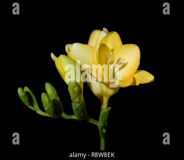 Nach Einbruch der Dunkelheit Ich habe einige Bilder der Freesie Blume mit einem kleinen Blitz. Eine schöne Anlage. Stockfoto