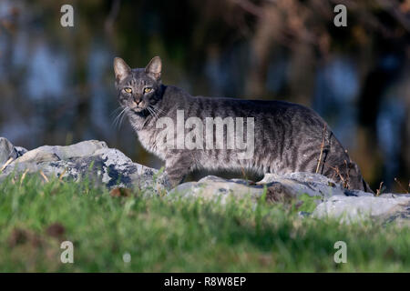 Dieses Tom Cat gingen durch während ich war unten am Fluss an der Rückseite meines Eigentums in Virginia. Gesund aussah und suchen nach Futter? Stockfoto