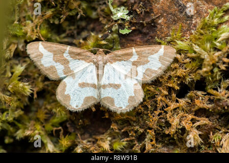 Gründaderweißling Falter (Pieris rapae) ruht auf Baumstamm mit Flügeln öffnen. Tipperary, Irland Stockfoto