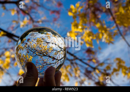 Glas Kugel erfasst Linien, Farben und Formen in der Zweige und Blätter. Bild gen Himmel schauen mit Himmel und Wolken im Hintergrund. Im Glas gefangen Stockfoto