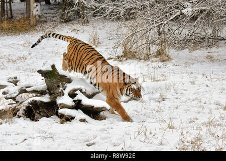 Tiger Abschluss Sprung über einen Schneebedeckten gefallen Anmelden im Winter Stockfoto