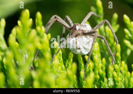 Baumschule Webb Spinne, Pisaura mirabilis, Durchführung ei sac, Sussex, UK, Stockfoto
