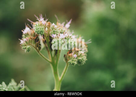 Phacelia tanacetifolia ist eine jährliche Kraut auch als lacy Phacelia, blau oder violett tansy Rainfarn bekannt. Selektiver Fokus mit sehr geringer Tiefenschärfe. Stockfoto