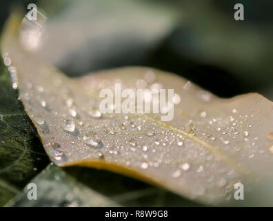 Wassertropfen auf einem Blatt im Herbst gefallen Stockfoto