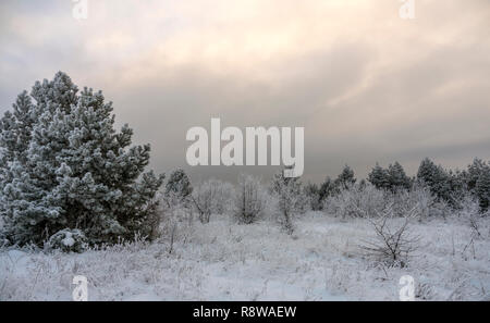 Schöne Winterlandschaft mit Bäumen bedeckt mit Frost auf einem Frostiger Abend bei Sonnenuntergang Stockfoto