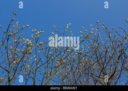 Die erste Feder sanfte Blätter, Knospen und Zweige erblühen Der ash-leaved Ahorn, Acer freemanii x, in der Nähe Schuß gegen verschwommene Äste und Himmel Stockfoto