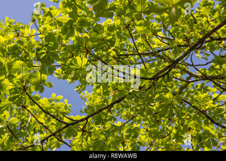 Die erste Feder sanfte Blätter, Knospen und Zweige der Kastanie, Castanea, in Schuß gegen verschwommene Äste und Himmel Hintergrund Stockfoto