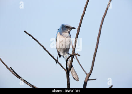 Florida Scrub-Jay, Aphelocoma coerulescens, Florida, USA Stockfoto