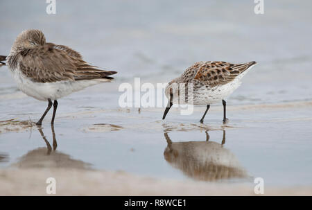 Western Sandpiper, Calidris Mauri, an einem Strand in Florida, USA Stockfoto