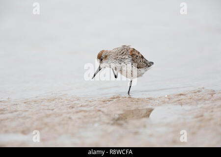 Western Sandpiper, Calidris Mauri, an einem Strand in Florida, USA im Winter. Stockfoto