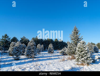 Verschneite Bäume an einem Weihnachtsbaum Bauernhof. Stockfoto