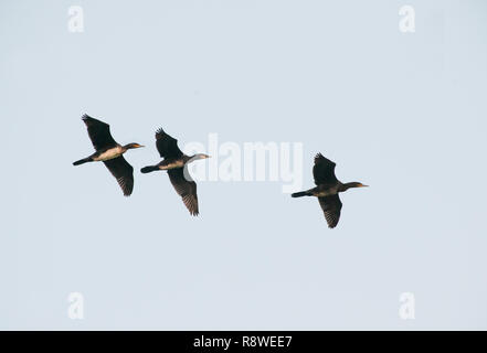 Gruppe des Kormorans, Phalacrocorax carbo, im Flug über Brent Reservoir, London, Vereinigtes Königreich Stockfoto