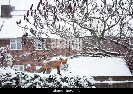 Urban Red Fox, Vulpes vulpes, im Winterschnee stehend auf einem Gartenzaun, London, Großbritannien Stockfoto