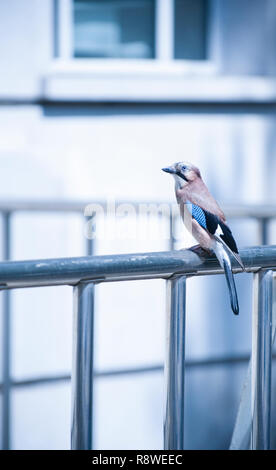 Eichelhäher oder Eurasische Jay, Garrulus glandarius, am Geländer außerhalb Woolworths Gebäude thront, Marylebone Road, London, Vereinigtes Königreich Stockfoto