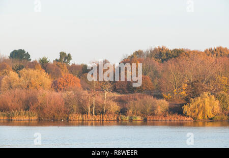 Brent Reservoir, auch bekannt als Welsh Harp Reservoir, Herbstszene, SSSI Reserve, Brent, London, Vereinigtes Königreich Stockfoto