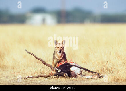 Indischen Schakal, Canis aureus indicus, Scavenging auf männliche Hirschziegenantilope töten, Antilope cervicapra, Gujarat, Indien Stockfoto