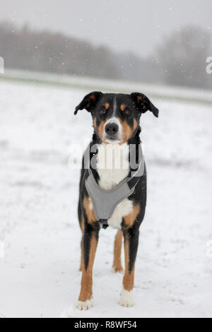 Appenzeller mountain dog portrait im Winter - Schnee Stockfoto