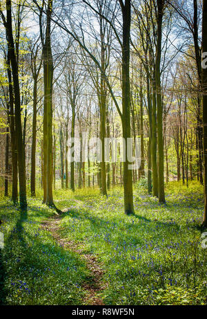 Ein schmaler Pfad schlängelt sich durch West Woods in der Nähe von Marlborough Wiltshire England Großbritannien im Frühjahr Stockfoto