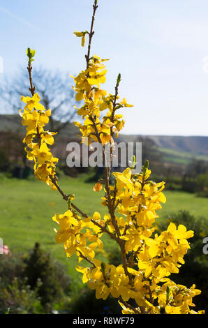 Gelbe Blumen der Forsythia x intermedia Goldmine in einem Englischen Garten im April Frühjahr Stockfoto