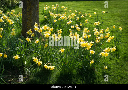 Eingebürgerte Narzissen in einem Rasen unter einem kleinen Baum Blüte im April Frühling im Englischen Garten Stockfoto
