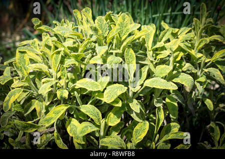 Bunte Salbei in einem Kräutergarten wachsen in Großbritannien Stockfoto