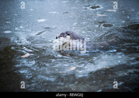 Der Fischotter Schwimmen im kalten Wasser teilweise bedeckt von Eis. Stockfoto