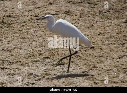 Seidenreiher (Egretta Garzetta) Stockfoto