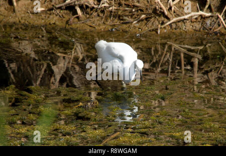 Seidenreiher (Egretta Garzetta) Stockfoto