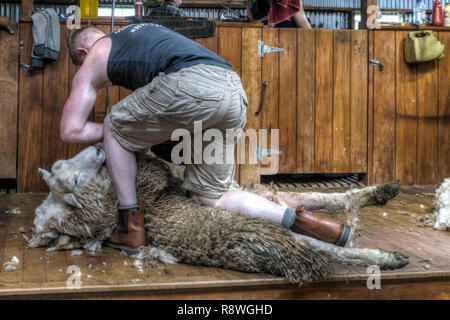 Schafe scheren in Ohai, Southland, Neuseeland Stockfoto