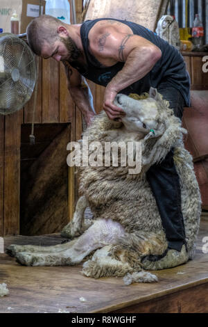 Schafe scheren in Ohai, Southland, Neuseeland Stockfoto