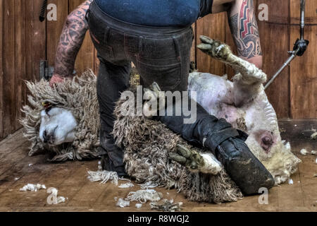 Schafe scheren in Ohai, Southland, Neuseeland Stockfoto