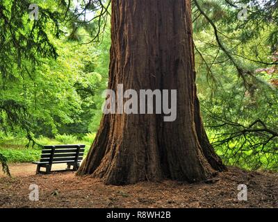 Holz Parkbank neben einem riesigen Redwood Tree Trunk im Sommer Stockfoto