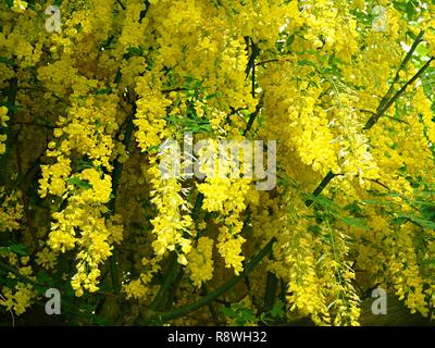 Dichte helles Gelb Laburnum Blüten an einem Zweig der Baumstruktur im Frühjahr Stockfoto