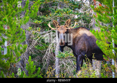 Kanadische Elche, Rocky Mountains, Kanada Stockfoto