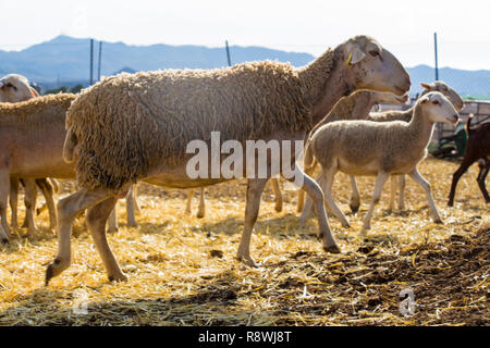 Schafe zu Fuß rund um den Bauernhof, Herde auf dem Bauernhof Stockfoto
