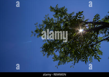 Sonnenlicht durch Äste Stockfoto