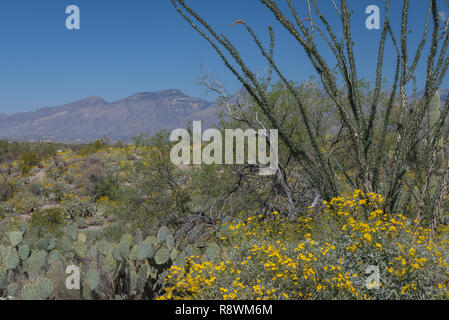 Feigenkaktus (Opuntia), Ocotillo (Fouquieria splendens) und brittlebrush (Encelia farinose) abgesichert, die durch violette Berge in Arizona Stockfoto