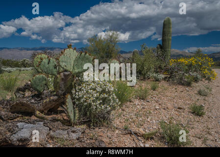 Sonoran Wüste Landschaft mit Feigenkaktus, Wüste, zinnia, junge saguaros und spröden Pinsel mit niedrigen Berge im Arizona des Saguaro National Park. Stockfoto