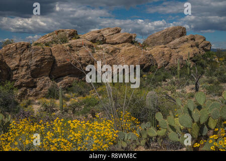 Gelbe Blumen (brittlebrush Encelia farinose), blühende Ocotillo (Fouquieria splendens), Feigenkaktus, und Saguaro Kaktus in Arizona Stockfoto