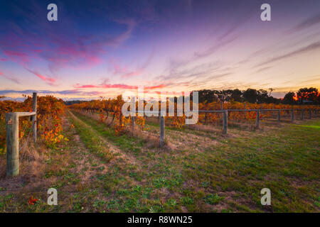 Herbstlaub im Weingut Stockfoto