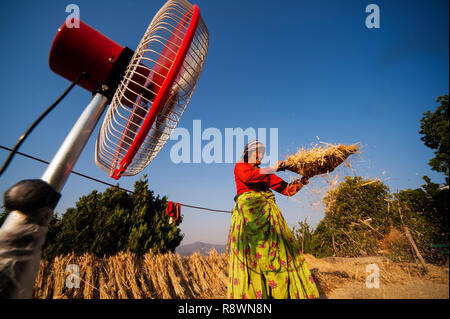 Alte indische Frau, die Arbeit auf dem Feld, Kala Agar Dorf, Kumaon Hügel, Uttarakhand, Indien Stockfoto