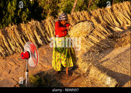 Alte indische Frau, die Arbeit auf dem Feld, Kala Agar Dorf, Kumaon Hügel, Uttarakhand, Indien Stockfoto