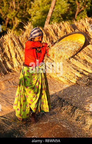 Alte indische Frau, die Arbeit auf dem Feld, Kala Agar Dorf, Kumaon Hügel, Uttarakhand, Indien Stockfoto