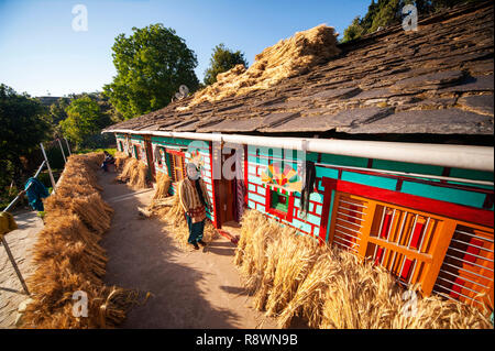 Indische Frau in seinem tipycal kumaoni Haus, wo ein Haufen Weizen trocknen in der Sonne ist, Kala Agar Dorf, Kumaon Hügel, Uttarakhand, Indien Stockfoto