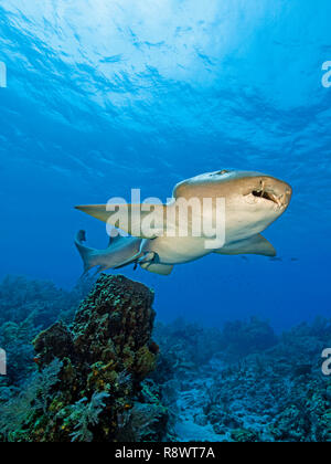 Ammenhai (Ginglymostoma cirratum) mit schiffshalter (Echeneidae), Schwimmen über ein Korallenriff, Bimini, Bahamas Stockfoto