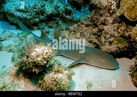 Ammenhai (Ginglymostoma cirratum), Verlegung auf sandigen Boden zwischen den Korallenblöcken, Ambergris Cay, Belize Stockfoto