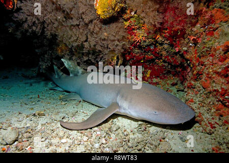 Tawny Ammenhai oder gemeinsamen Ammenhai (Nebrius Art) schlafend unter einem Überhang, Ari Atoll, Malediven, Indischer Ozean, Asien Stockfoto