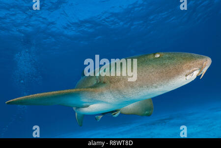 Ammenhai (Ginglymostoma cirratum), Schwimmen, über sandigen Boden, Bimini, Bahamas Stockfoto