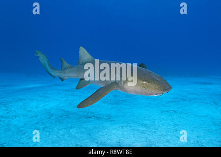 Ammenhai (Ginglymostoma cirratum), Schwimmen, über sandigen Boden, Bimini, Bahamas Stockfoto